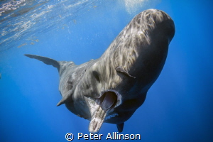 Babysitting sperm whale, challanging me as I was too clos... by Peter Allinson 